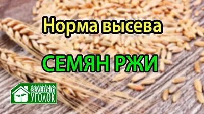 Купить Сыроед семена ржи для проращивания 300 г в кредит в Алматы – Kaspi  Магазин