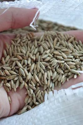 Семена ржи БИО, 10 кг. рожь озимая для проращивания - купить с доставкой по  выгодным ценам в интернет-магазине OZON (834933915)