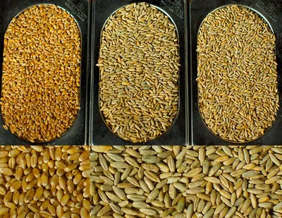 Семена озимой ржи Гуттино ( KWS ), Кинто Плюс+Гаучо Плюс, 1 млн.семян  купить в интернет магазине | Agrosembrand.com.ua