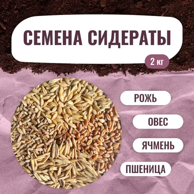 Семена Зеленый уголок Рожь, 0.8 кг 4660001293793 - выгодная цена, отзывы,  характеристики, фото - купить в Москве и РФ
