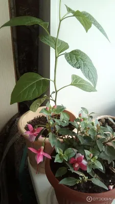 Любовь Аханаева - Угадайте что за цветок. Заказала на алиэкспресс семена  растения - мухолов и вот что выросло. | Facebook