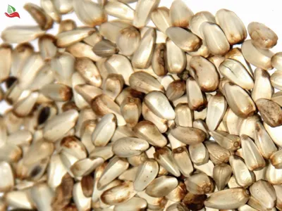 Сафлор семена, сырье Safflower — Agro HUB