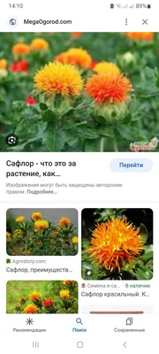 Травы Горного Крыма Сафлора чай семена крымские, 100 гр