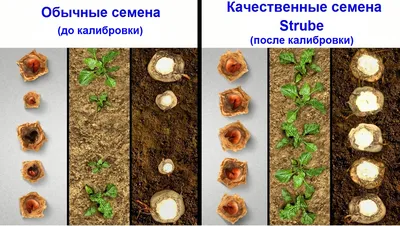 Как выгодно выращивать сахарную свеклу самые урожайные гибриды сахарной  свеклы Strube