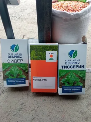 Семена сахарной свеклы | Сравнить цены и купить на Prom.ua