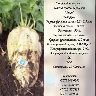 Семена сахарной свеклы в Казахстане | Syngenta