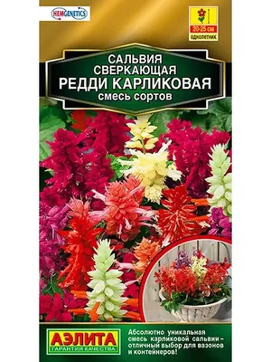 Семена сальвии Блу Биг 30 шт Pan Аmerican купить в Украине - фото, отзывы,  описание ᐉ Agriks.com.uа