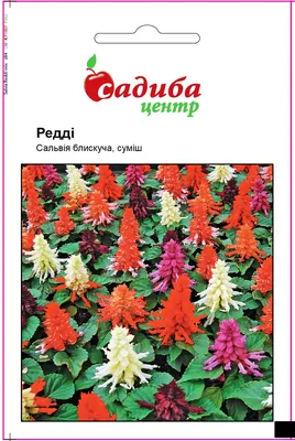 Семена сальвии сверкающей, ПОИСК, Лавандовая 0,1 г — купить в Краснодаре по  цене 24 руб за шт на СтройПортал