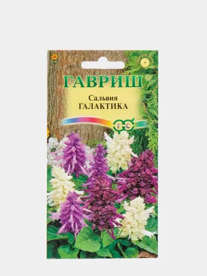 Семена сальвии \"Галактика\" купить по цене 61 ₽ в интернет-магазине  KazanExpress