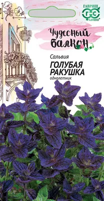 Сальвия блестящая Редди красная - купить семена цветов с доставкой по  Украине в магазине Добродар