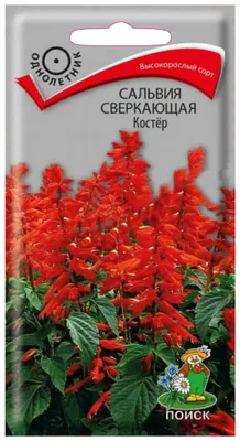 Семена Сальвия Дварф, 0,1 г (ID#137898688), цена: 0.60 руб., купить на  Deal.by