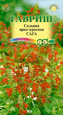 ✓ Семена Сальвия ярко-красная Сага, 0,05г, Гавриш, Цветочная коллекция по  цене 30 руб. ◈ Большой выбор ◈ Купить по всей России ✓ Интернет-магазин  Гавриш ☎ 8-495-902-77-18