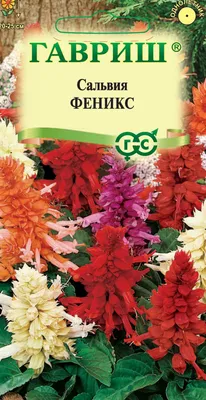Семена сальвия Поиск Костер 730951 1 уп. - купить в Москве, цены на  Мегамаркет
