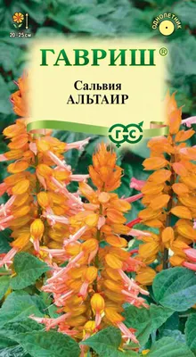 На сальвию новым взглядом | К новой загородной жизни | Дзен