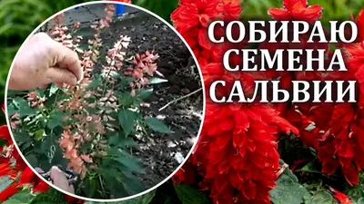 Сальвия Хорминумовая смесь (mix) купить семена шалфея декоративного Геліос  | доставка почтой по Украине