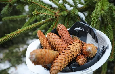 Купить Ель белая семена 0,5 грамма (около 400 шт) (Picea glauca) глаука  сизая канадская для выращивания саженцев в Украине