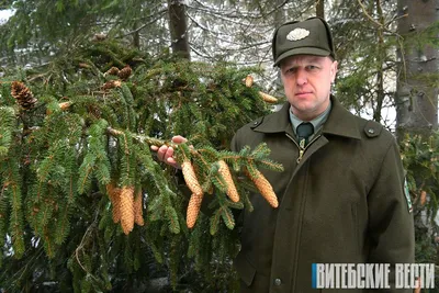 Род Ель (Picea)