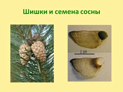 🌱 Семена Ель Европейская Калайоки, Семена, 50 шт. Цена от 350 руб. В  наборе качественные семена, инструкция и советы по проращиванию дерева  дома. Купить с доставкой и онлайн оплатой. - интернет-магазин Лесландия