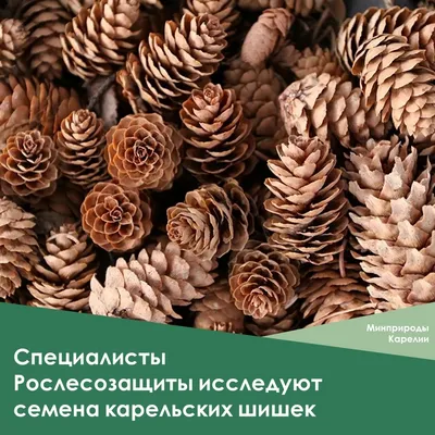 Ель: посадка и уход в открытом грунте, выращивание ели из семян