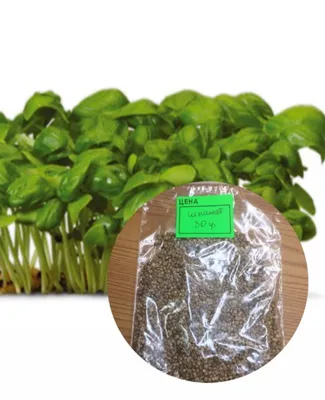 Шпинат Гудвин 20 гр. микрозелень-семена для проращивания GAVRISH