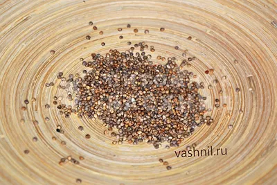 Семена шпината стоковое изображение. изображение насчитывающей свежесть -  39462587