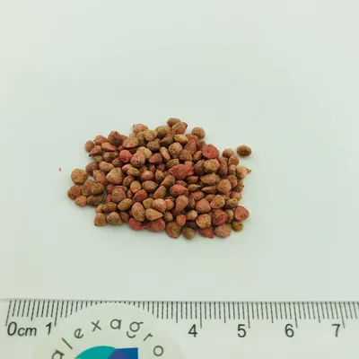 Семена шпината изолированные на белой предпосылке Стоковое Фото -  изображение насчитывающей среда, садовничать: 40360376