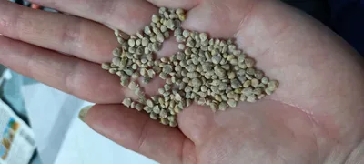 Семена шпината \"Виктория\" 2 г (тм \"Агролиния\") | от «Best Harvest»