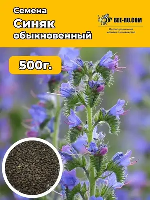 Семена синяка обыкновенного купить по цене от 185 ₽ с доставкой по РФ -  МосАгроГрупп