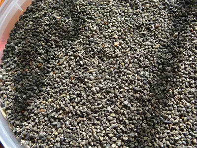 Синяк семена фасовка 0,5 кг и 1 кг - Выращивание и продажа медоносов  донник, фацелия, синяк, мордовник, овес