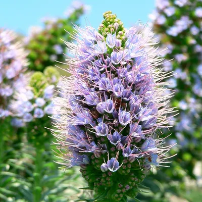 Синяк обыкновенный (Echium vulgare L.)