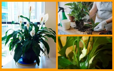 ✿ Спатифиллум - флаголист - Комнатные растения - Лепесток - Любительское  цветоводство