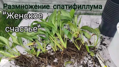 Грунт для спатифиллума Вермион с биогумусом для растений 2.5 л - купить в  Москве, цены на Мегамаркет