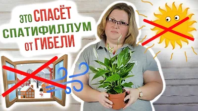 Купить Спатифиллум Свит Лауретта в Москве