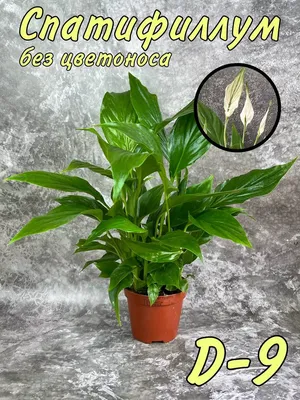 Спатифиллум Свит Лауретта Spathiphyllum Sweet Lauretta 95/21 — цена в LETTO