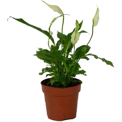 Tend.plant Спатифиллум Д-9
