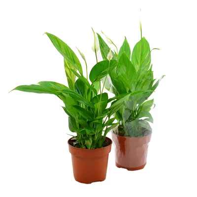 Спатифиллум Торелли Spathiphyllum Torelli 40/12 — цена в LETTO