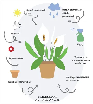 Спатифиллум цветок. Описание и виды. Уход и размножение