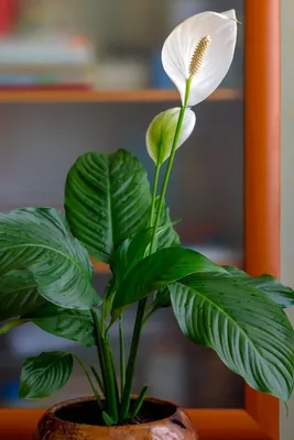 КАК ЗАСТАВИТЬ ЦВЕСТИ СПАТИФИЛЛУМ - ЖЕНСКОЕ СЧАСТЬЕ Секреты выращивания  любимого комнатного растения - YouTube