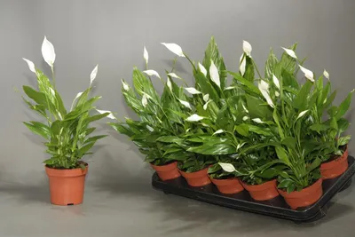 Спатифиллум Штраус (Spathiphyllum Strauss) - описание сорта, фото, саженцы,  посадка, особенности ухода. Дачная энциклопедия.