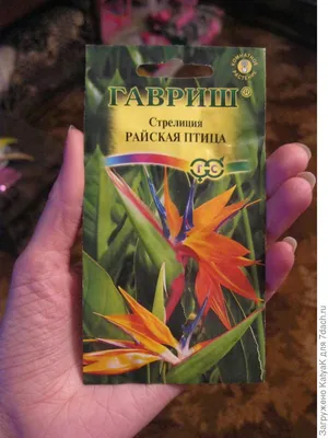Семена стрелиция николая: цена 55 грн - купить Комнатные растения на ИЗИ |  Киев