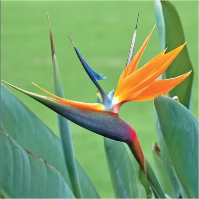 Стрелиция - райская птица на окне вашего дома | Форсунья | Дзен