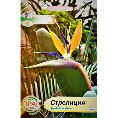 Стрелиция Райская птица (семена,цветы) купить по цене 249 ₽ в  интернет-магазине KazanExpress