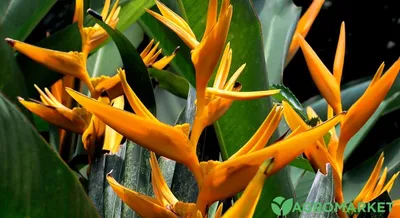 Семена от екзотичната Стрелиция (Strelizia reginae) | GardenShop.Pro