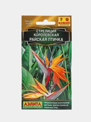 Семена стрелиция николая: цена 55 грн - купить Комнатные растения на ИЗИ |  Киев