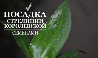 Семена стрелиции королевской комнатнай 5 семян купить в Украине с доставкой  | Цена в Svitroslyn.ua