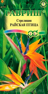 Весной посадила смешные мохнатные семена экзотической Стрелиции \"Райская  птица\". Говорили - не всходит! Показываю, что выросло | Сад Фрейи | Дзен