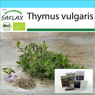 Купить SAFLAX - Подарочный набор - Органический - Тимьян - 800 семян - С  подарочной коробкой, карточкой, этикеткой и субстратом - Thymus vulgaris |  Joom