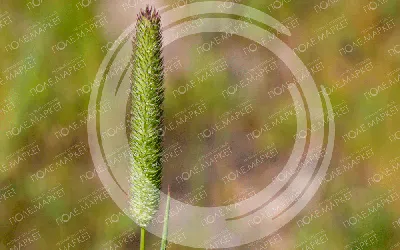 Зеленый уголок Газон семена Тимофеевка луговая 0,5 кг для дома и дачи