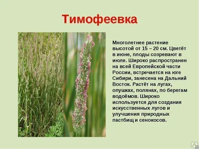 Тимофеевка луговая семена, цена в Екатеринбурге от компании Интер Строй  Групп