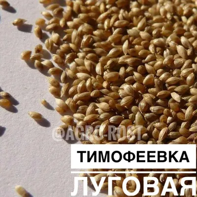 Тимофеевка луговая, или аржанец